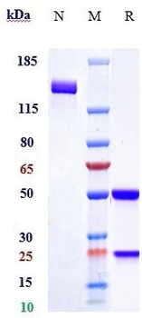 PLA2G1B Reference Antibody
