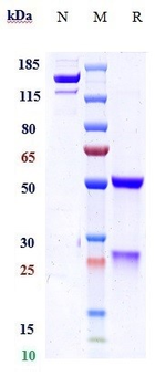 PGLYRP1 / PGRP-S Reference Antibody