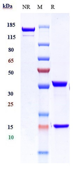 PDCD1 / PD-1 / CD279 Reference Antibody
