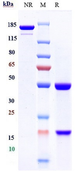 PCSK9 Reference Antibody