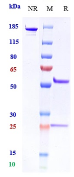 PAR2 Reference Antibody