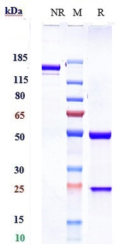 PAR2 Reference Antibody