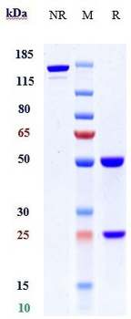 PACAP38 Reference Antibody