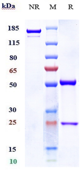 NOTCH3 Reference Antibody