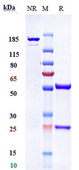 NOTCH1 Reference Antibody