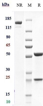 NGF / bNGF Reference Antibody (Izenivetmab)