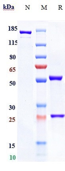 NGF / bNGF Reference Antibody (AS2886401-00)