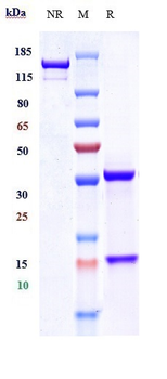 NCAM1 / CD56 Reference Antibody (lorvotuzumab-MMAE)