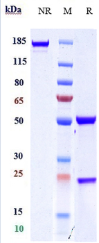MRC2 / CD280 Reference Antibody