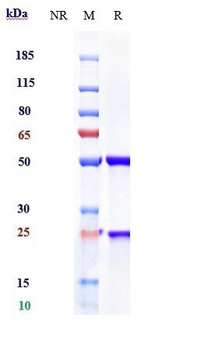 Mesothelin Reference Antibody