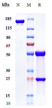 LILRB4 / ILT3 / CD85k Reference Antibody