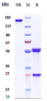 Klotho Beta Reference Antibody (NGM313)