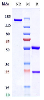 INHBB / Activin B Reference Antibody