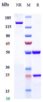 IL-5 Reference Antibody (Abgenix IL-5)