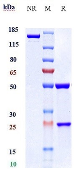 IL-2Rb / CD122 Reference Antibody