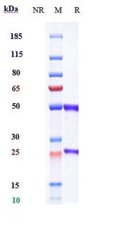 IL-20 Reference Antibody