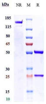 IL-13Ra2 / CD213a2 Reference Antibody