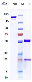 IFNAR1 Reference Antibody (Faralimomab)