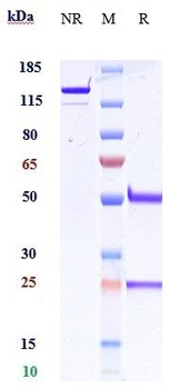 IFNa1 Reference Antibody