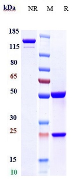IAV Reference Antibody