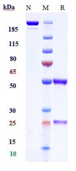 Histone H2B Reference Antibody