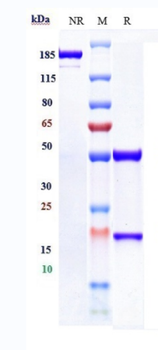 HGFR / c-Met Reference Antibody