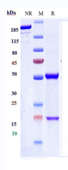 Hepcidin / HAMP Reference Antibody (Ludwig-Maximilians U. anti_Hepsin)