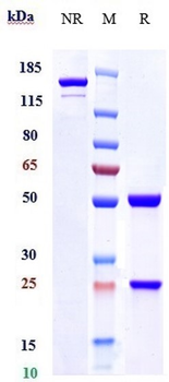 HA Reference Antibody (Navivumab)