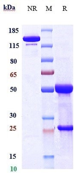 GREM1 / Gremlin Reference Antibody