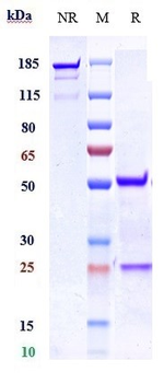 GPR44 / PTGDR2 / CD294 Reference Antibody