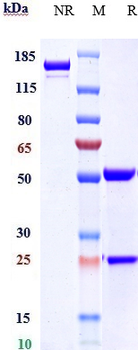 GIPR Reference Antibody