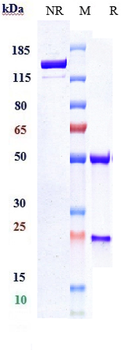 FOLH1 / PSMA Reference Antibody (rosopatamab-MMAE)