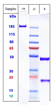 Fc gamma R1 Reference Antibody