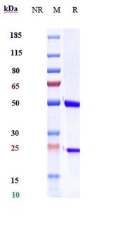 F8 / Factor VIII Reference Antibody