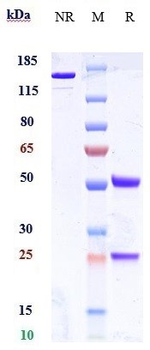 ERBB2 / HER2 / CD340 Reference Antibody