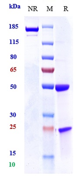 ERBB1 / EGFR / HER1 Reference Antibody (7A7)