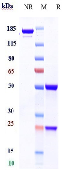 EPOR Reference Antibody