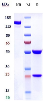 EphA2 Reference Antibody
