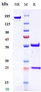 Dysadherin Reference Antibody
