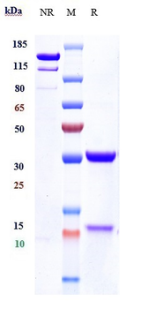 DKK1 Reference Antibody (BHQ880)