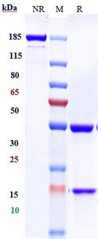 CXCR4/CD184 Reference Antibody (ulocuplumab-MMAE)