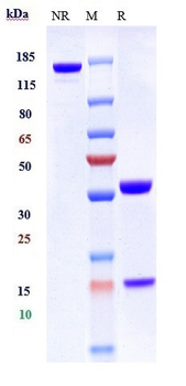 CXCR4 / CD184 Reference Antibody