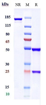 CXCL9 Reference Antibody