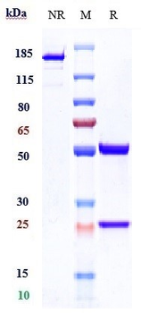 CTSS / Cathepsin S Reference Antibody (Fsn0503h)