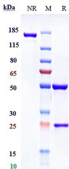 CTLA-8 / IL-17a Reference Antibody (Xeligekimab)