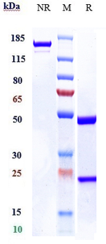 CTLA-8 / IL-17a Reference Antibody (netakimab)
