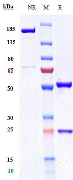 CSF1R / M-CSFR / CD115 Reference Antibody (axatilimab)