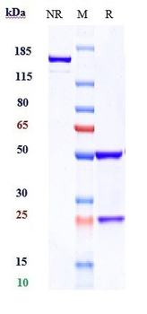 CRTAM / CD355 Reference Antibody