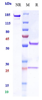 Complement Factor B Reference Antibody