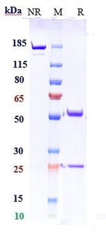 Complement C5 Reference Antibody (pozelimab)
